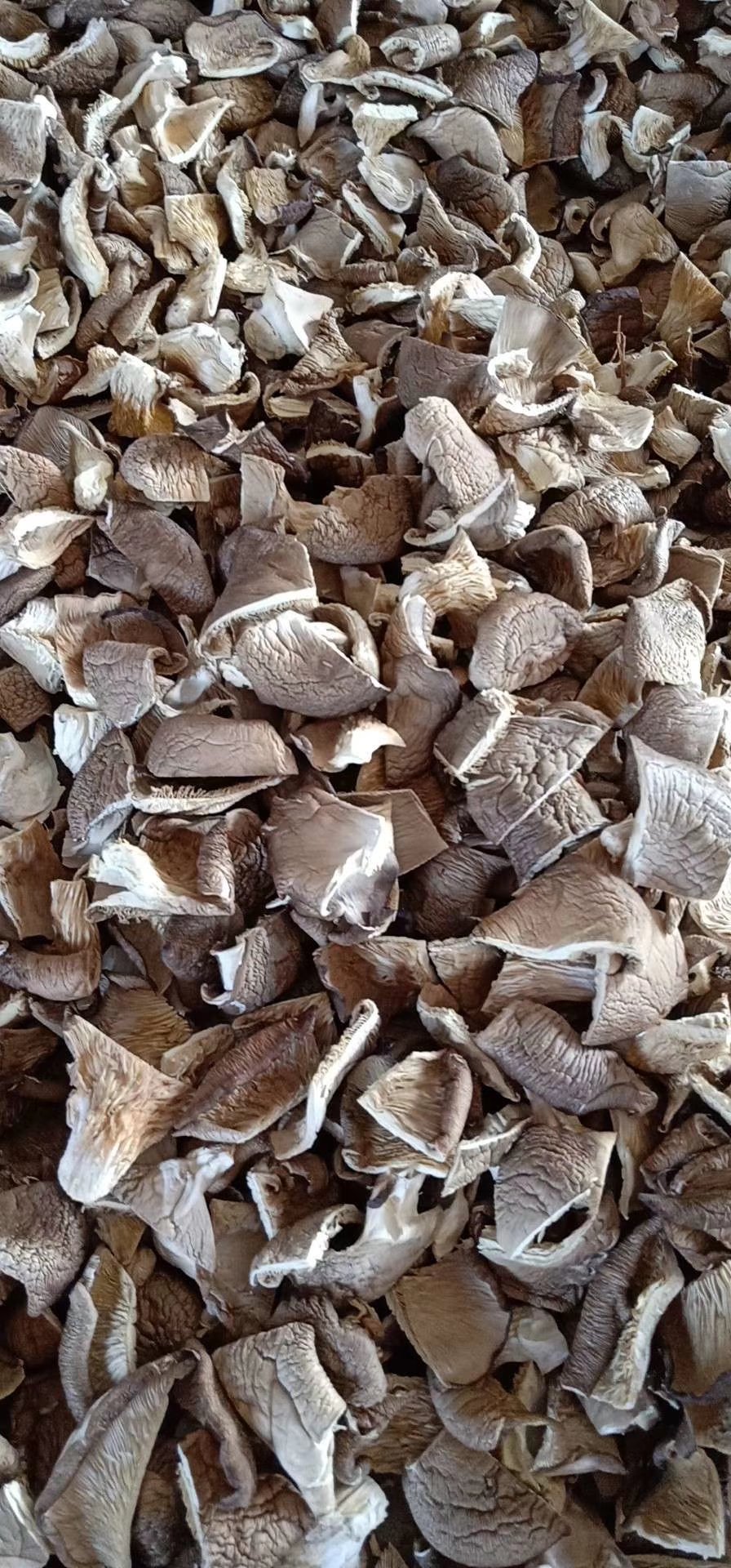 河北新货精品干平菇一手货源产地直发 一件代发