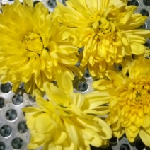 皇菊，