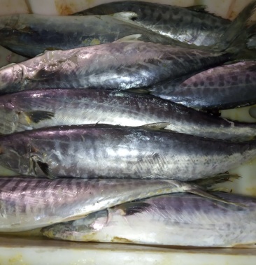 马鲛鱼大马鲛鱼新鲜