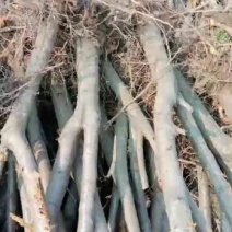 苹果树，核桃树，树苗，占地桃树，质量好。价低有要的朋友联