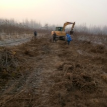 大量供应桃树占地苗