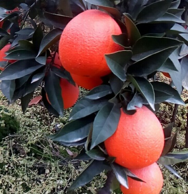 [橙子批发]秭归的园红脐橙,长虹橙,中华红脐橙都大量上市.