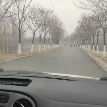南栾8公分10公分15公分南栾至30公分南栾价格