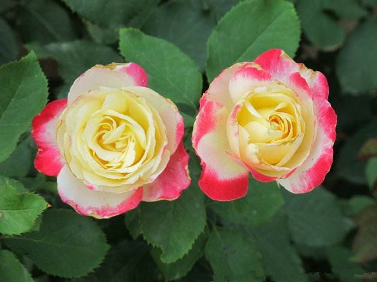 大花浓香抗病月季‘绯扇’盛开特写