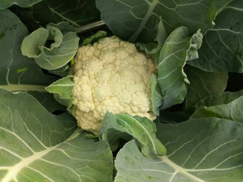 花椰菜与西兰花对比图