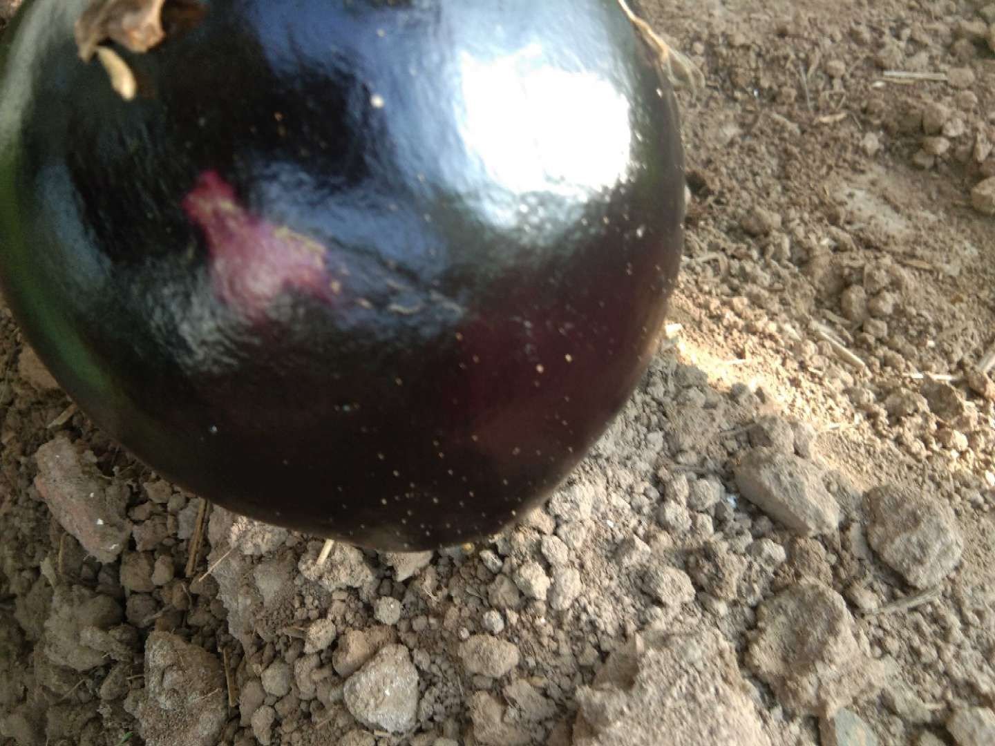 白色小茄子植株特写