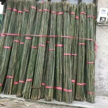 各种竹子