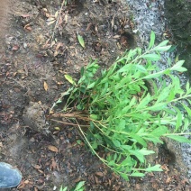 毛鹃小毛球
