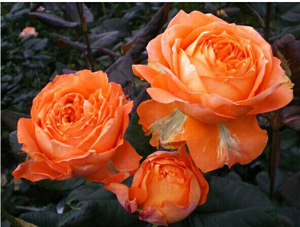 弗洛伦蒂娜月季盛开的场景