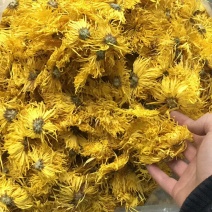 金丝皇菊