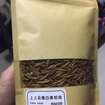 黄粉虫