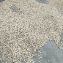 白果