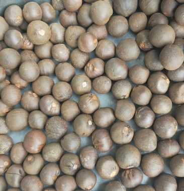 [茶叶种子批发]茶叶种子价格1.80元/斤 - 一亩田