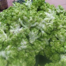儿菜