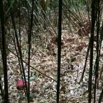 标杆竹子