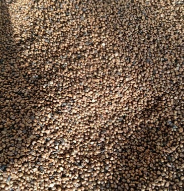 [爬山虎种子批发]爬山虎种子纯新货.种子饱满.净度好价格55.00元/斤 -