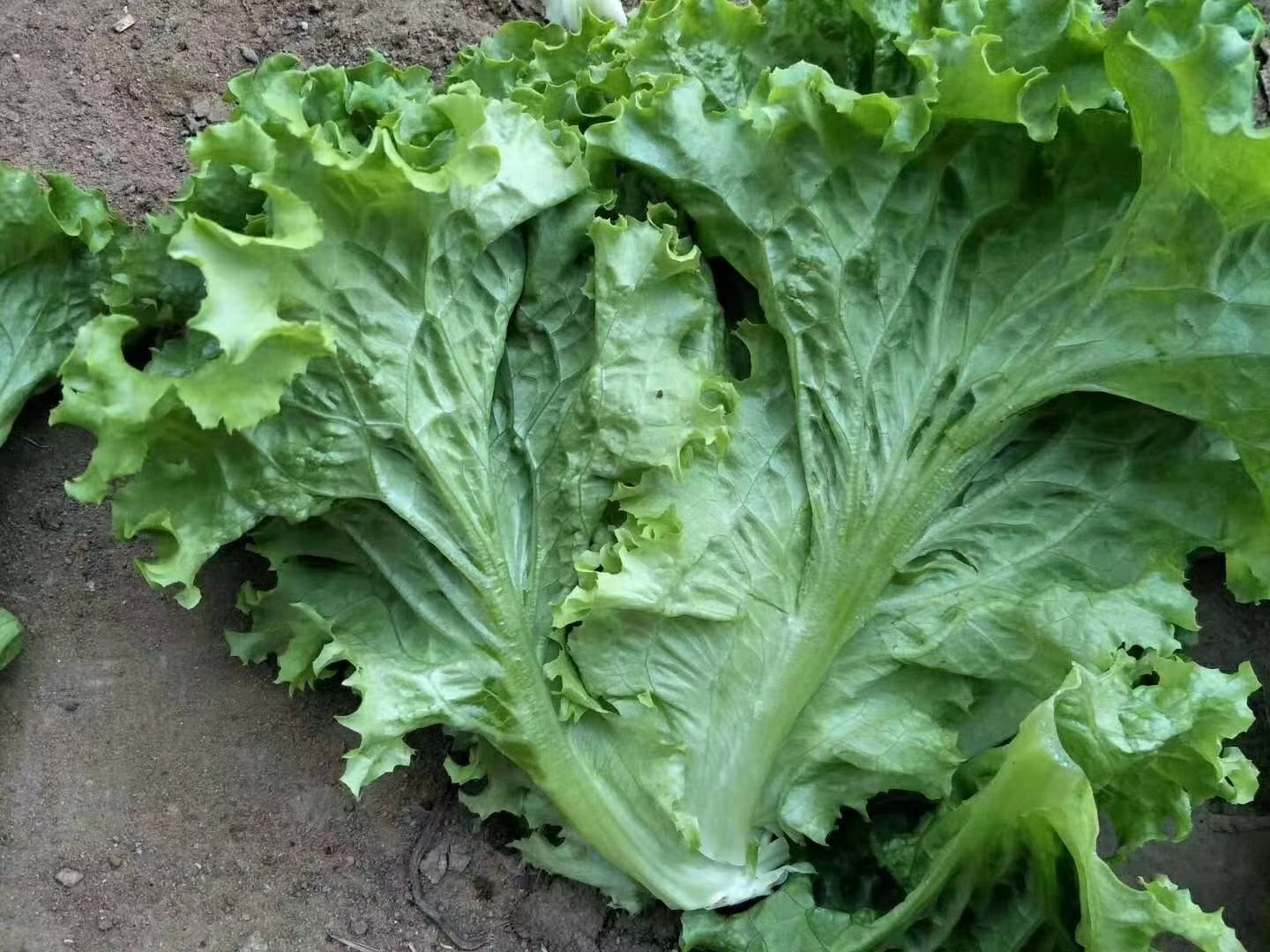 一株成熟的散叶生菜,叶片呈波浪状边缘,颜色为鲜绿色,中心未形成紧实的叶球,叶片舒展自然,生长在土壤中,背景为阳光照射下的菜园环境 散叶生菜成熟植株特写