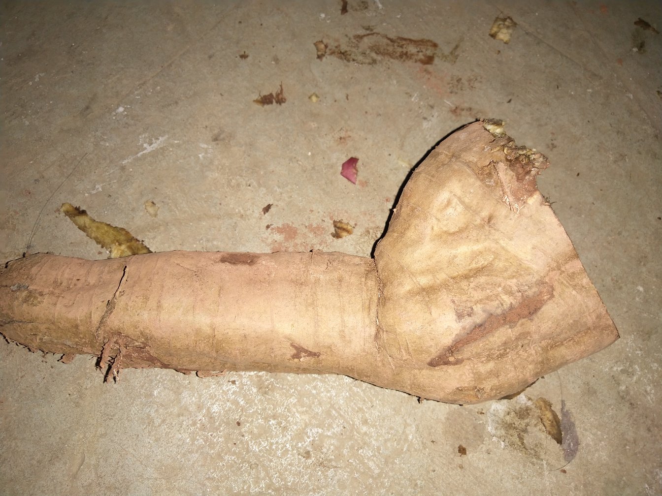 葛根与相似植物叶片对比图