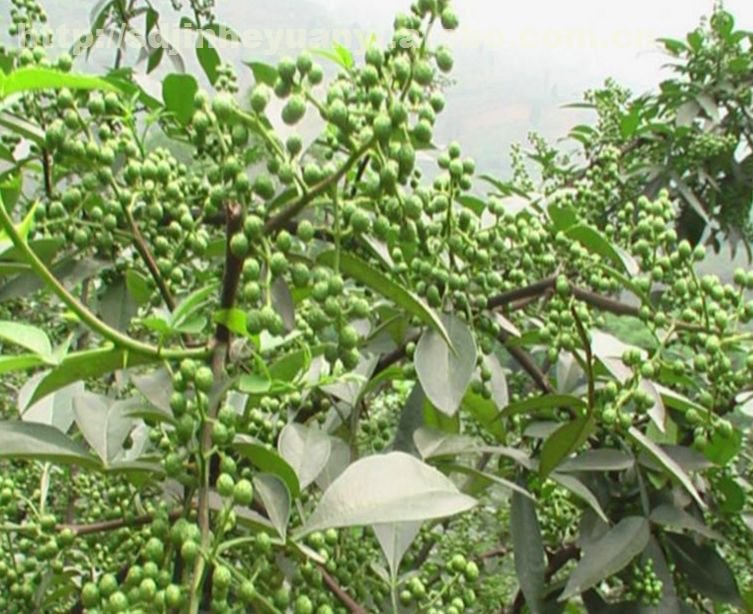 牛角椒不同生长阶段