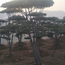 造型松
