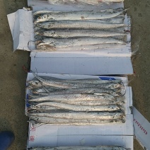 海刀鱼8――10