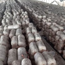 平菇出菇菌棒，平菇菌棒产地直销量大价优欢迎咨询
