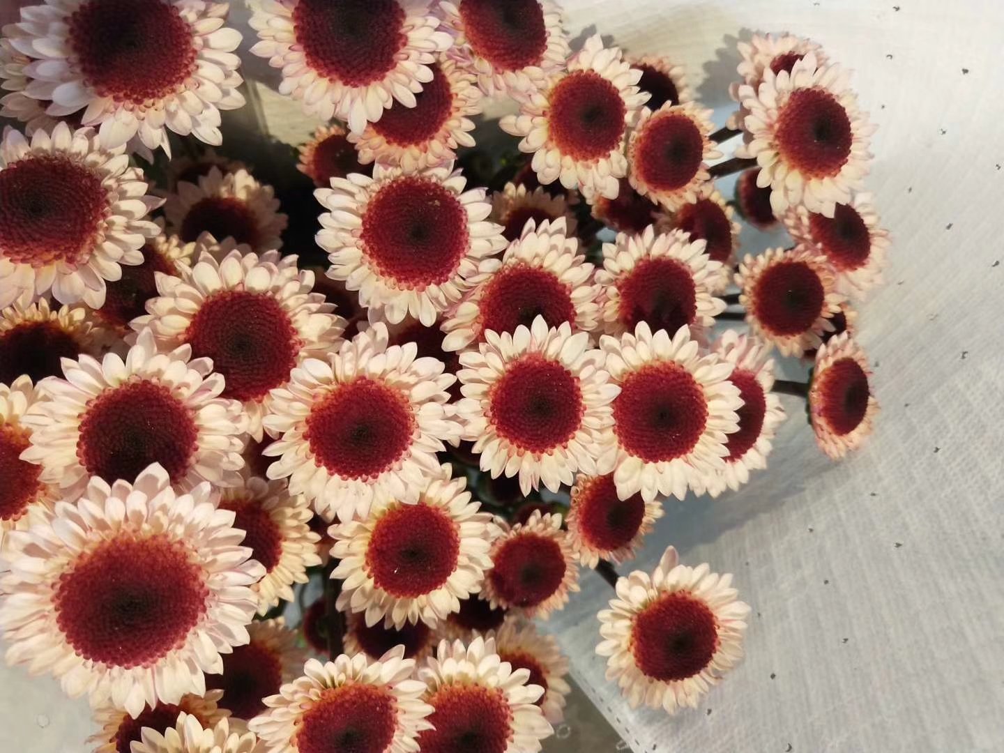 林肯先生切花在高端花艺设计中的应用,展现出其优雅与高贵的气质 林肯先生切花在花艺设计中的应用