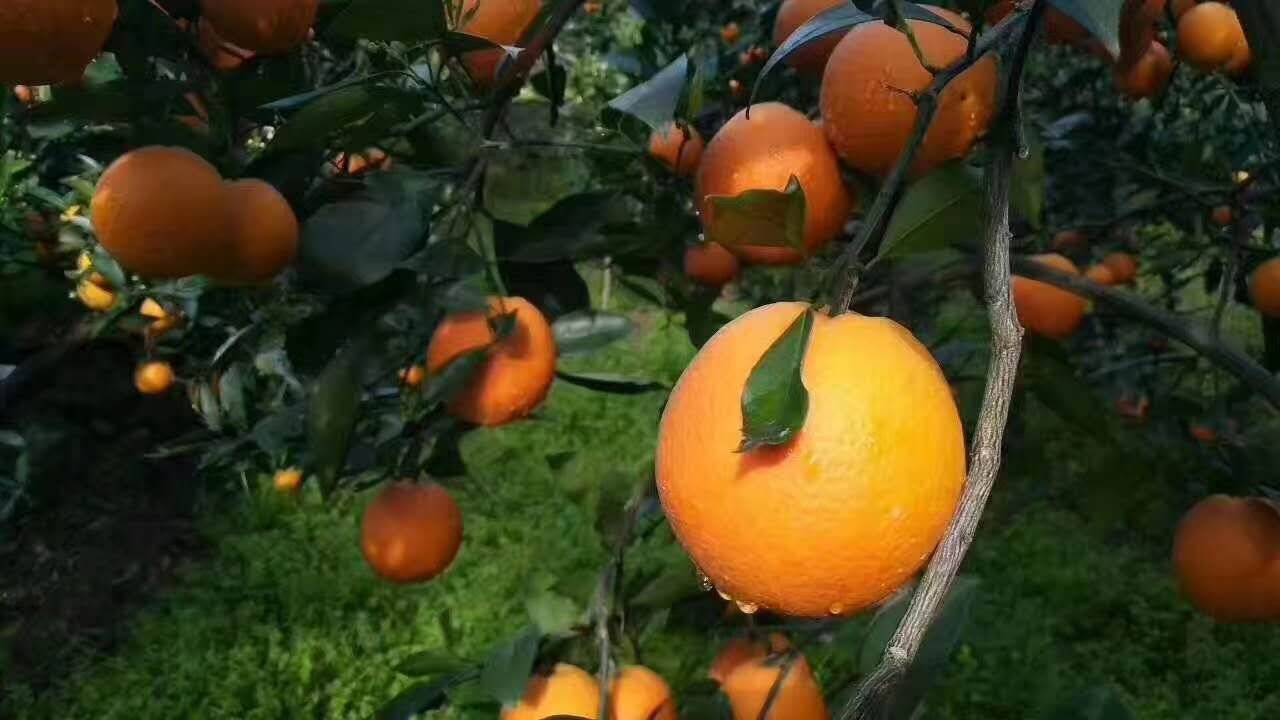 红心脐橙果园全景图
