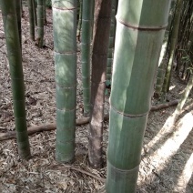 粉金竹用途广泛做烟筒支架等等
