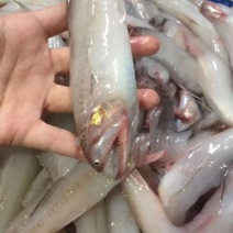 龙头鱼，豆腐鱼，东海小海鲜