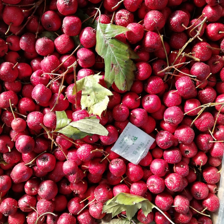 [山楂批发]甜口小金星山楂,可以当水果吃的山楂,具有口感好,食用佳