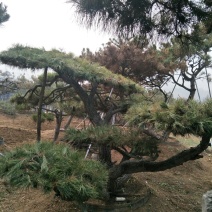 造型松