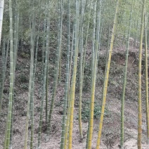 你爱的竹子