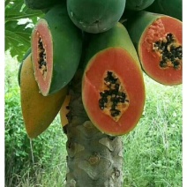 冰糖红心木瓜