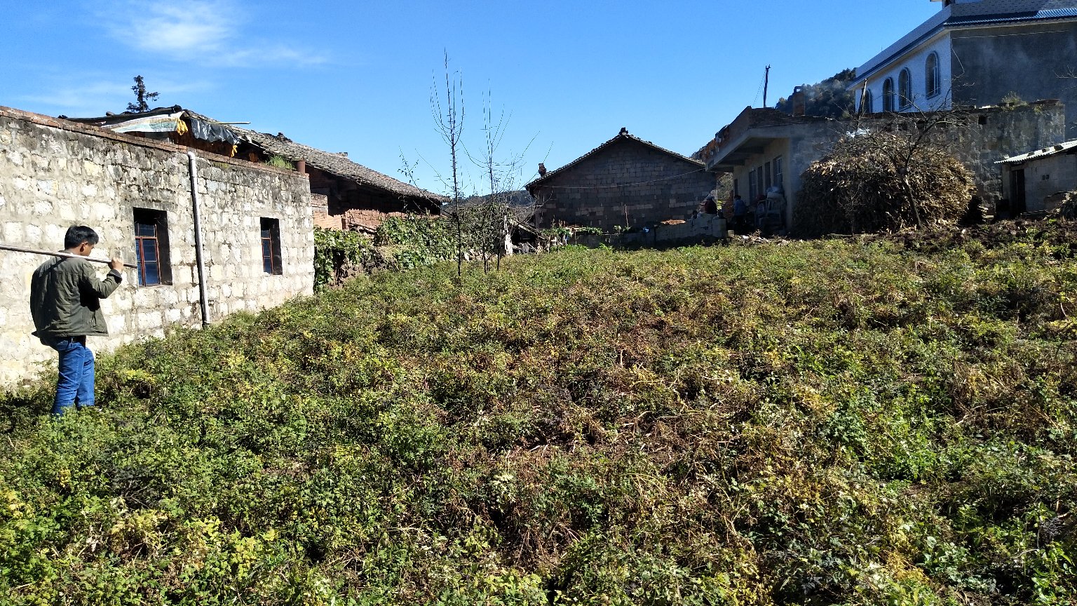 当归与红参养生食材展示图