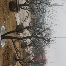 红梅