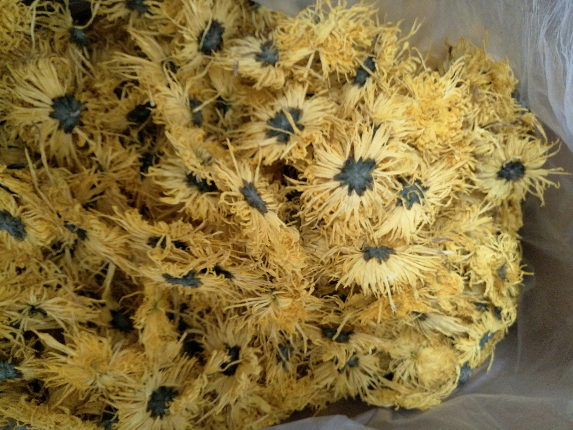 金丝皇菊干花特写