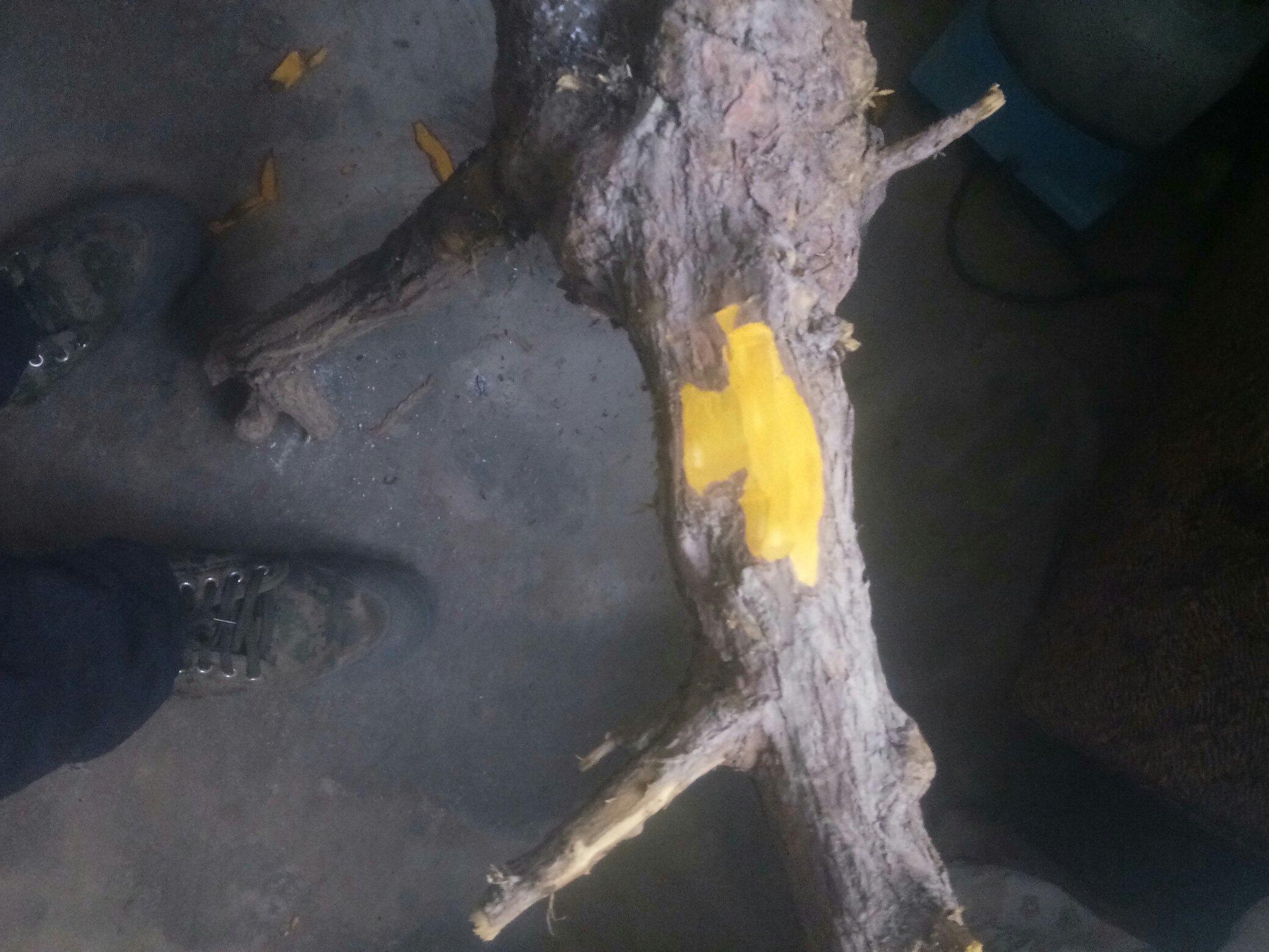 侧柏叶与黄柏树皮显微结构对比图