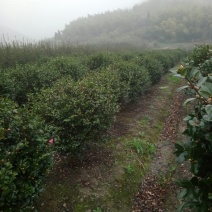 茶梅球树塔竹子