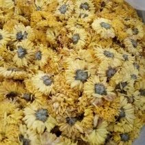 金丝皇菊
