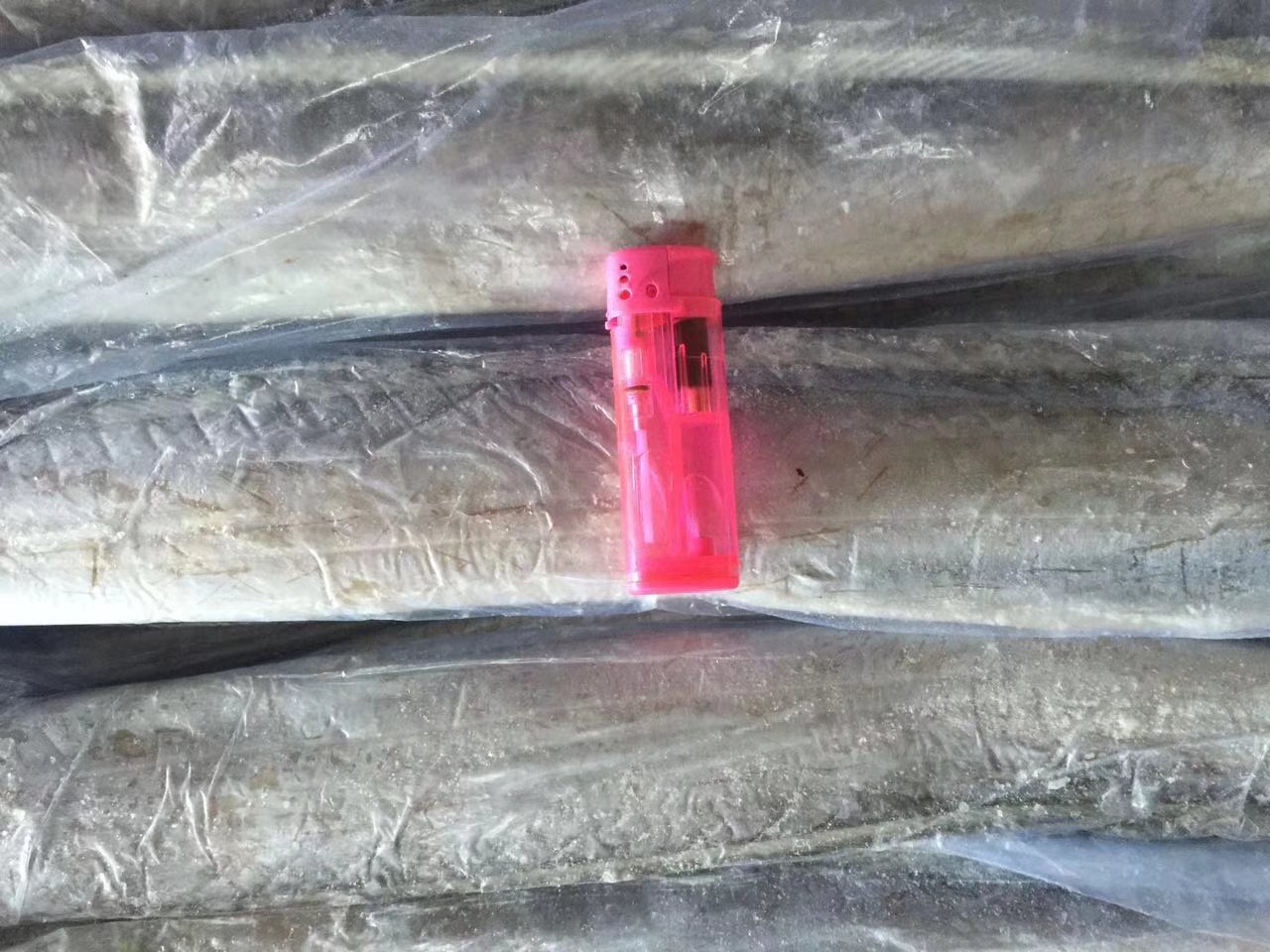 三条不同大小的带鱼并排摆放,标注尺寸与重量对照 带鱼尺寸对比图