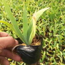 鸢尾