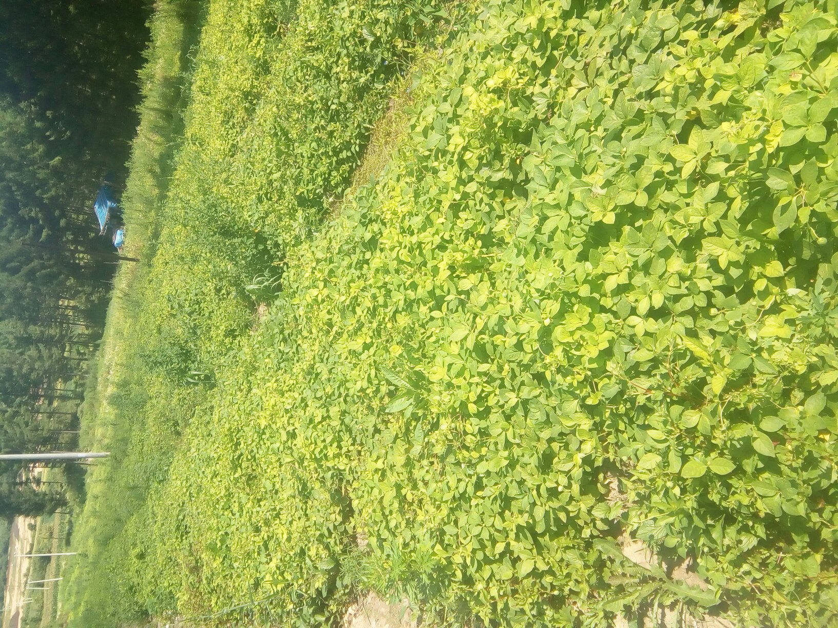 北沙参种植基地航拍图