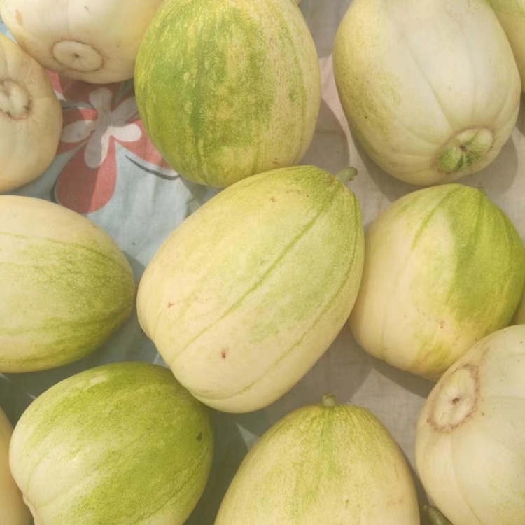 油皮大果 超早甜 1040粒 含糖20度,亩产万斤以上