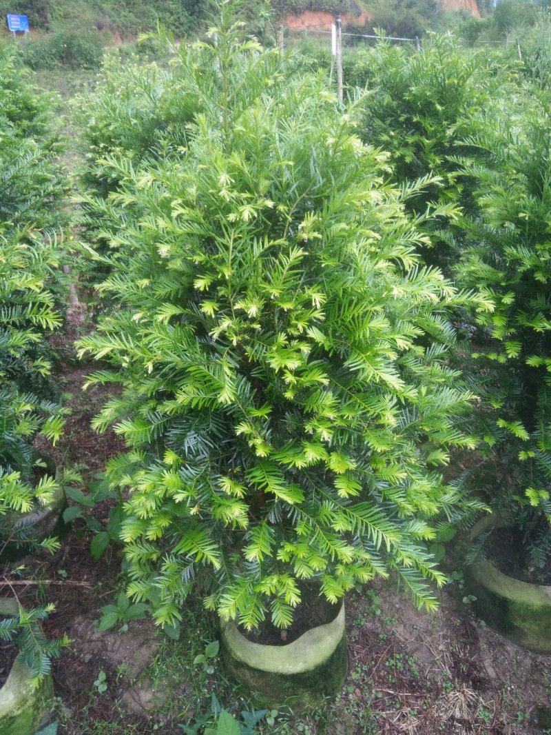探索曼地亚红豆杉：自然之美的守护者