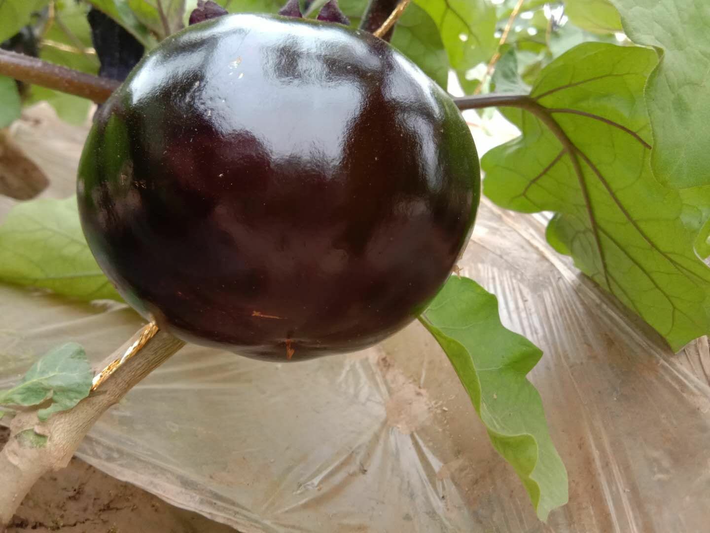 高清微距拍摄:新鲜采摘的青茄单果特写,展示其饱满形态、均匀绿色表皮、自然光泽及新鲜萼片细节;背景虚化呈现智能温室环境,体现‘茄一’品牌标准化种植场景 青茄特写:带露水的鲜嫩青茄果实挂于枝头,表皮光滑油亮呈翡翠绿色,果形匀称微弯,萼片青翠挺立,背景为阳光漫射下的现代化连栋大棚