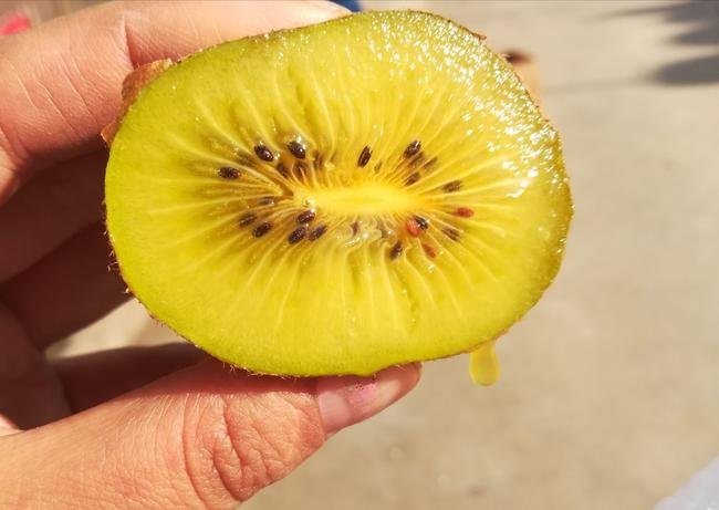 黄金果猕猴桃果园病害防治现场