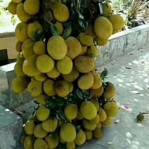 波罗蜜苗广西大波罗苗蜜甜南方种植