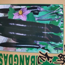 墨娇龙茄子种子中早熟果皮紫色发亮