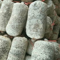 平菇出菇菌棒